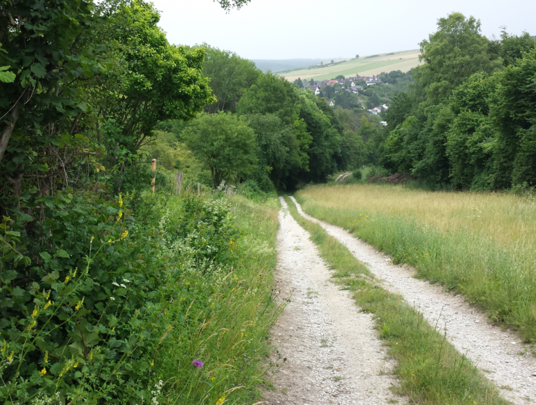 Artenreicher Wegrain mit Blühaspekt und begleitendem extensiv genutztem Grünland sowie Hecken und Baumreihen erzeugen ein vielfältiges Mosaik aus unterschiedlichen Lebensräumen und geben der Landschaft Struktur. Weg bei Langenholzen in der Nähe von Alfeld (LK Hildesheim). Foto: U.Hesse/NHB