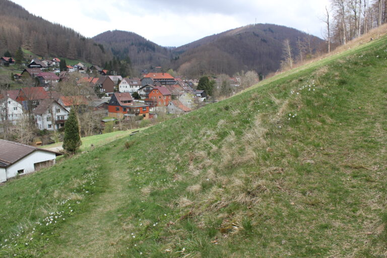 "Harzer Dreiklang" - Ort-Wald-Wiese - bei Sieber (Foto Schoelkopf)