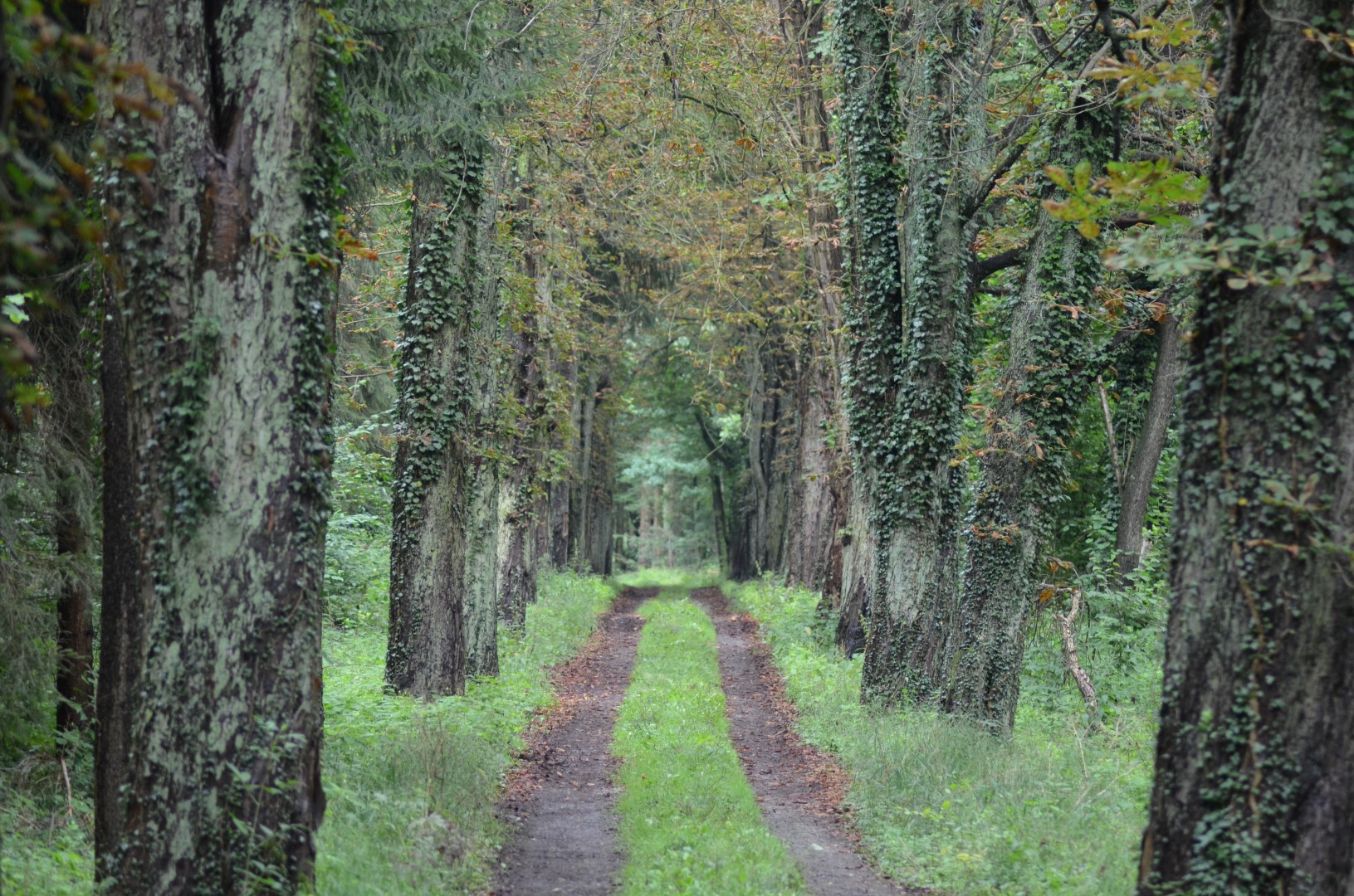 2_Max Peters – Gewöhnliche Rosskastanie in der Fürstenallee im Schaumburger Wald