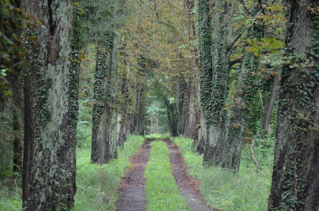 3_Max Peters – Gewöhnliche Rosskastanie in der Fürstenallee im Schaumburger Wald