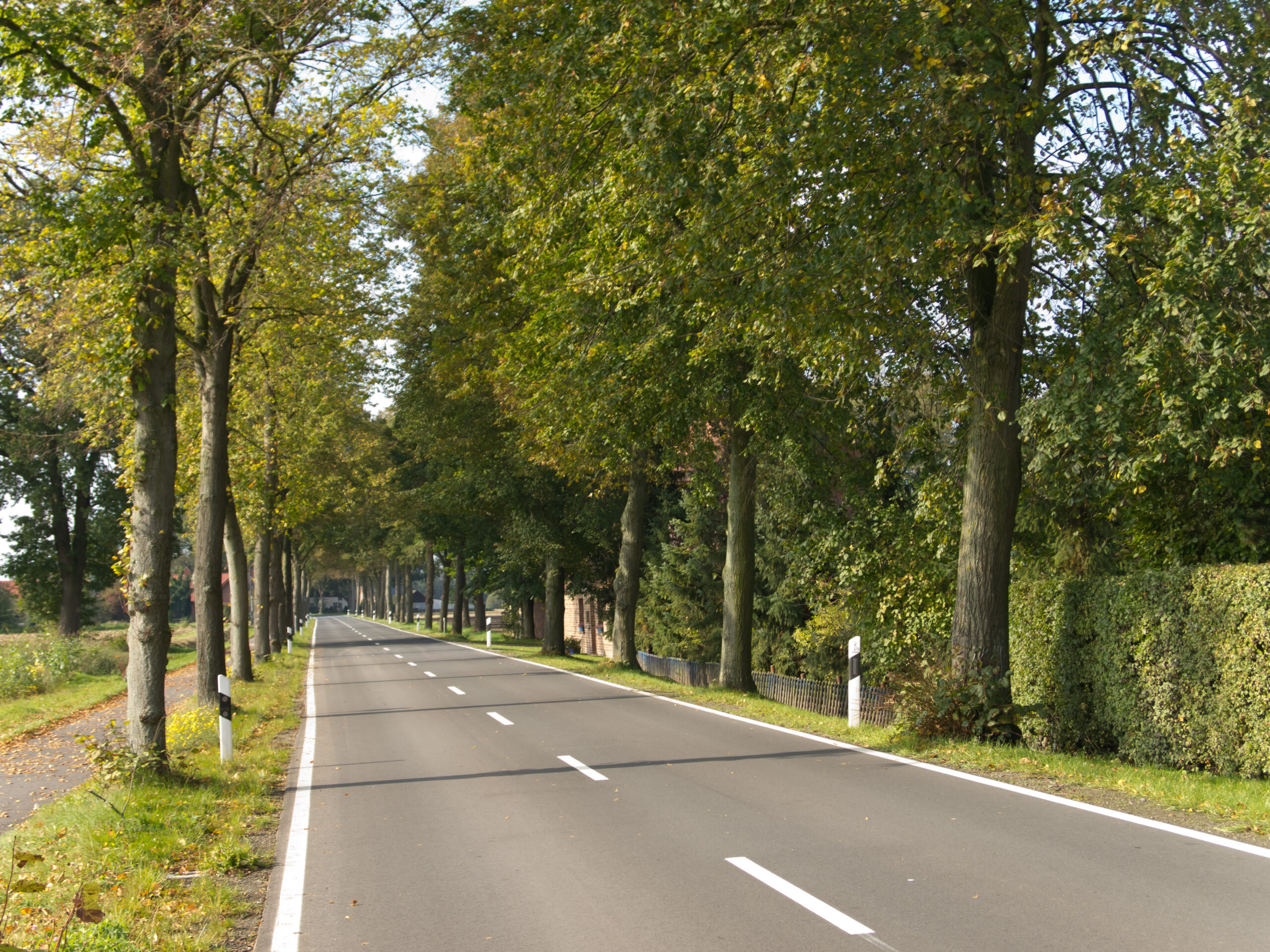 Unter Linden – Linden-Allee in Hunteburg wird Allee des Monats Juli 2021