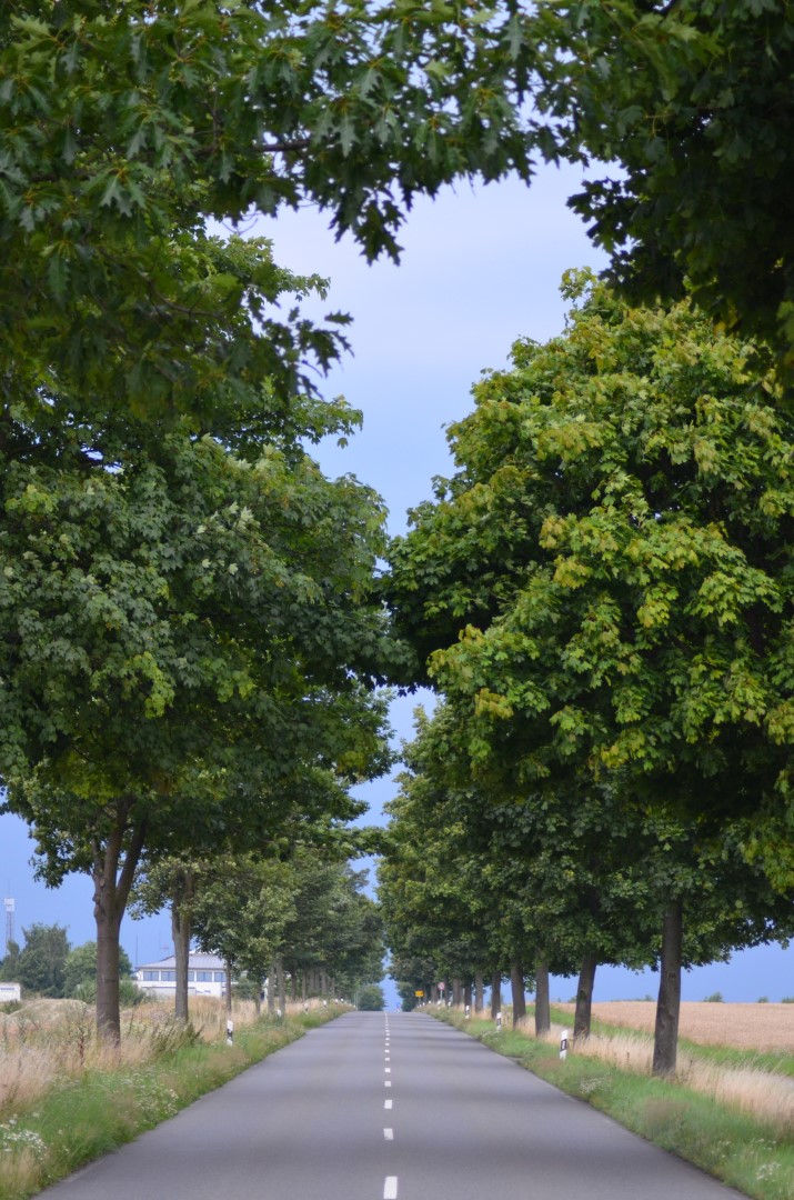 Vielfalt erleben mit der Allee des Monats September 2021