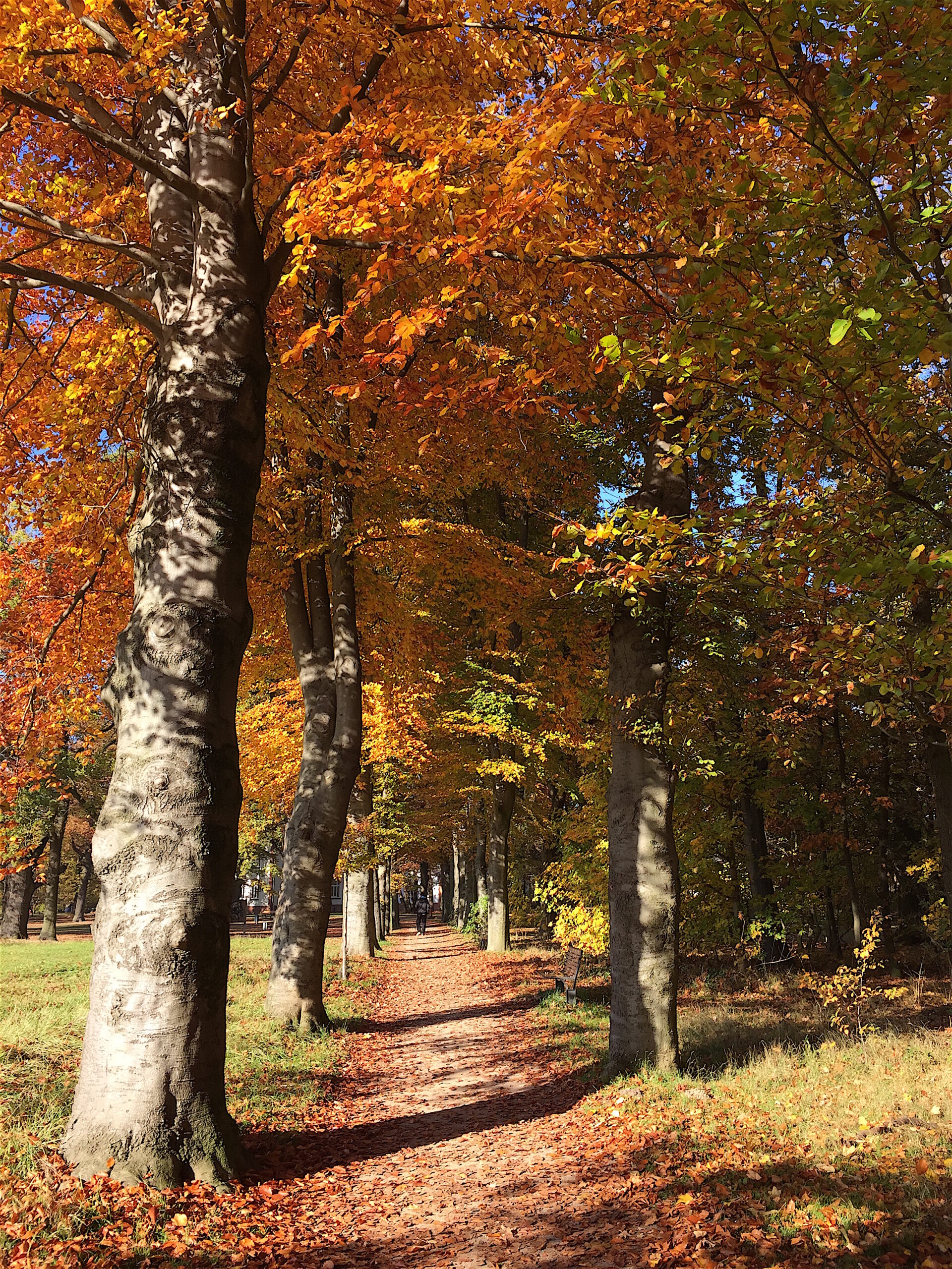 Auf den Spuren der Vergangenheit durch die Allee des Monats Oktober 2021