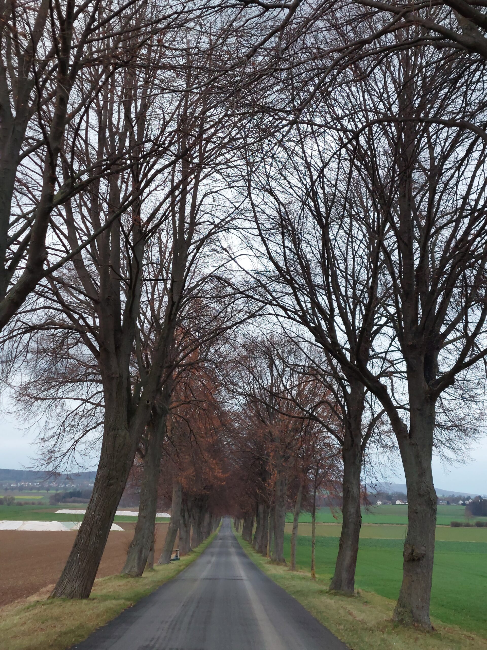 Allee des Monats November 2021 ist wichtiges Element im Biotopverbund