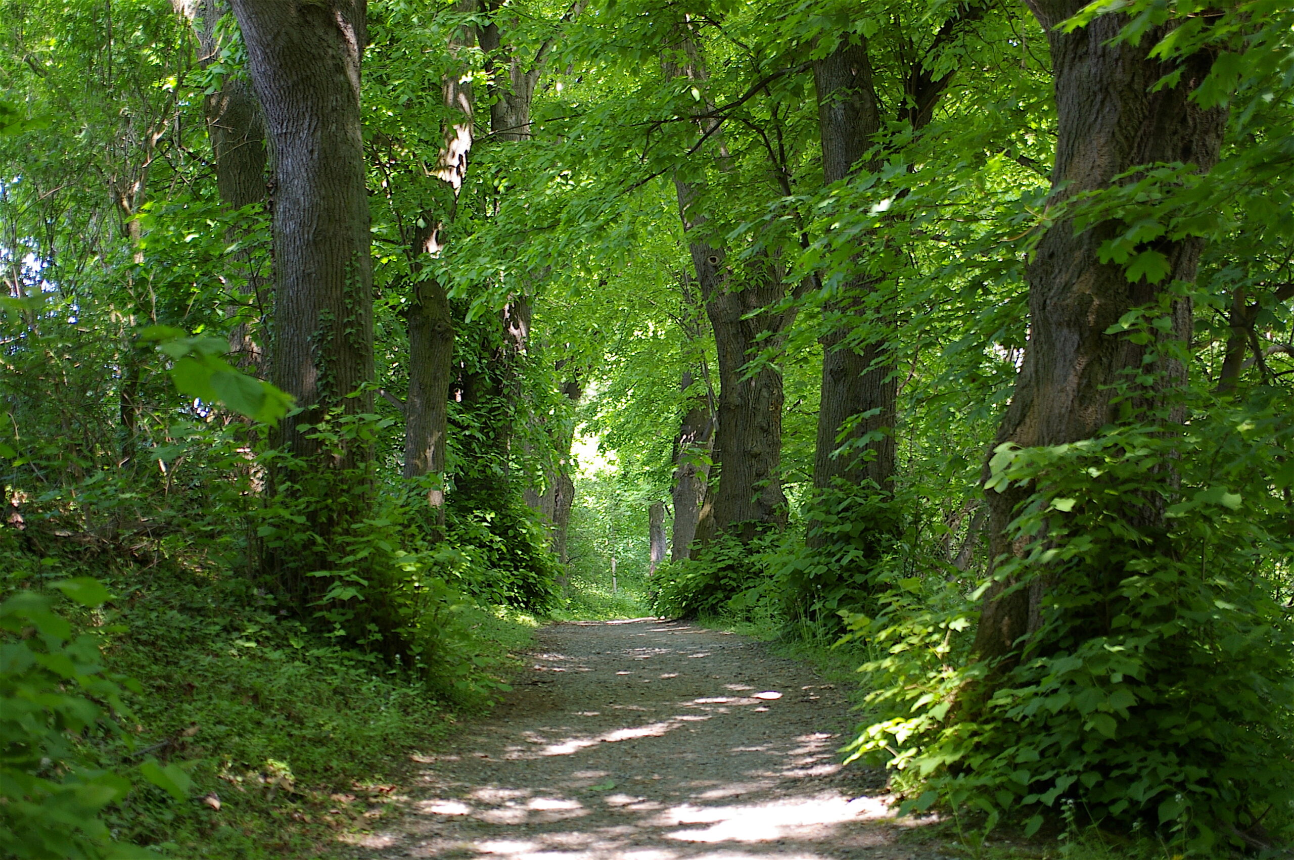 Bantelner Allee wird Allee des Monats März 2022