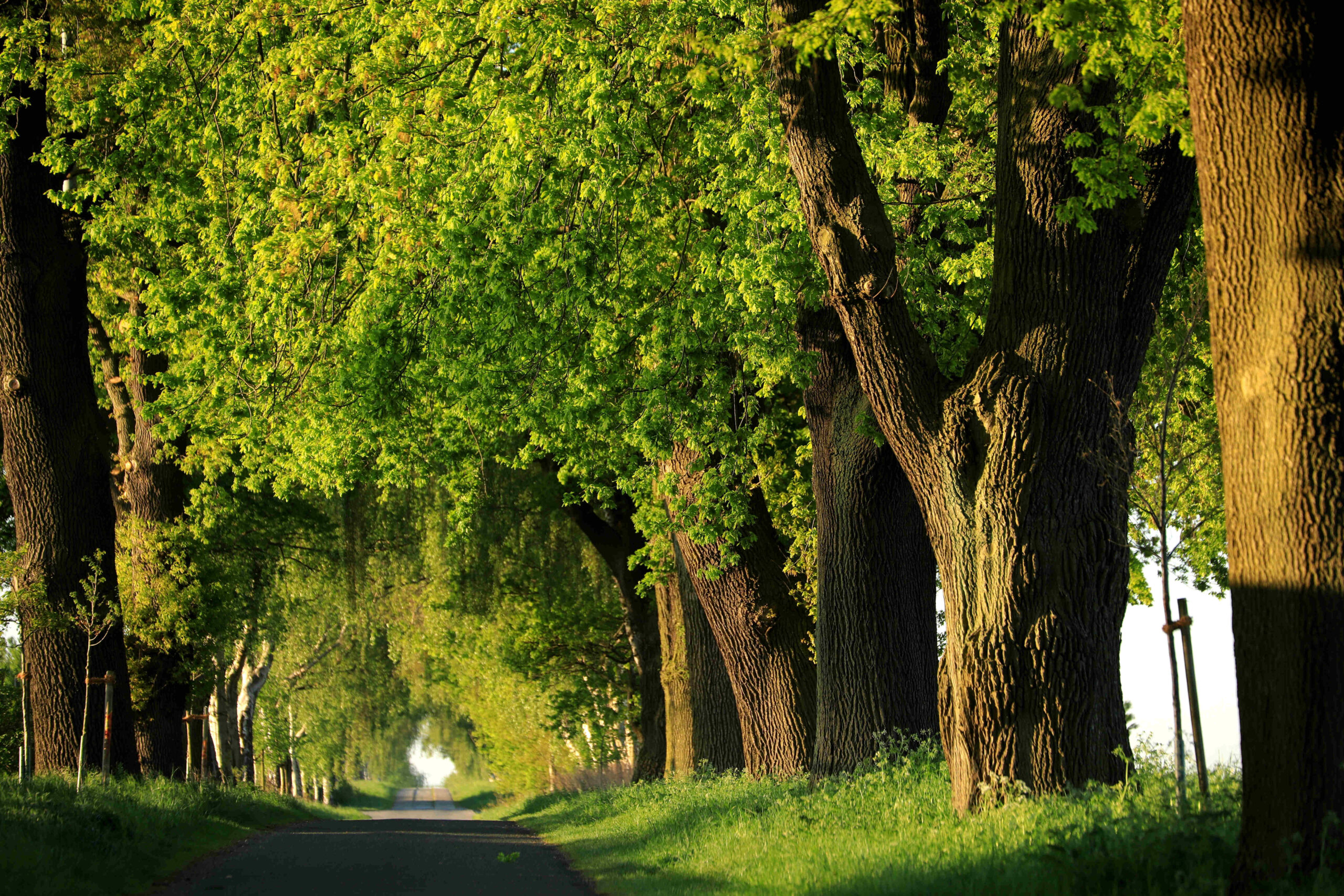 Allee des Monats März 2023: Doppelallee an der Sundernstraße in Abbensen, ein Naturdenkmal