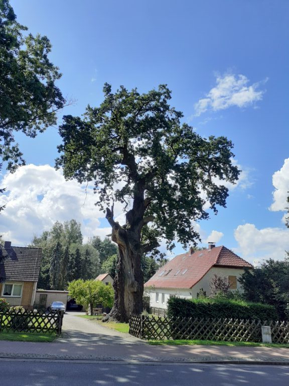 Einzelbaum