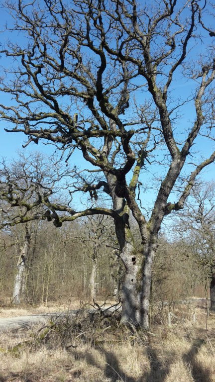 Hudewald