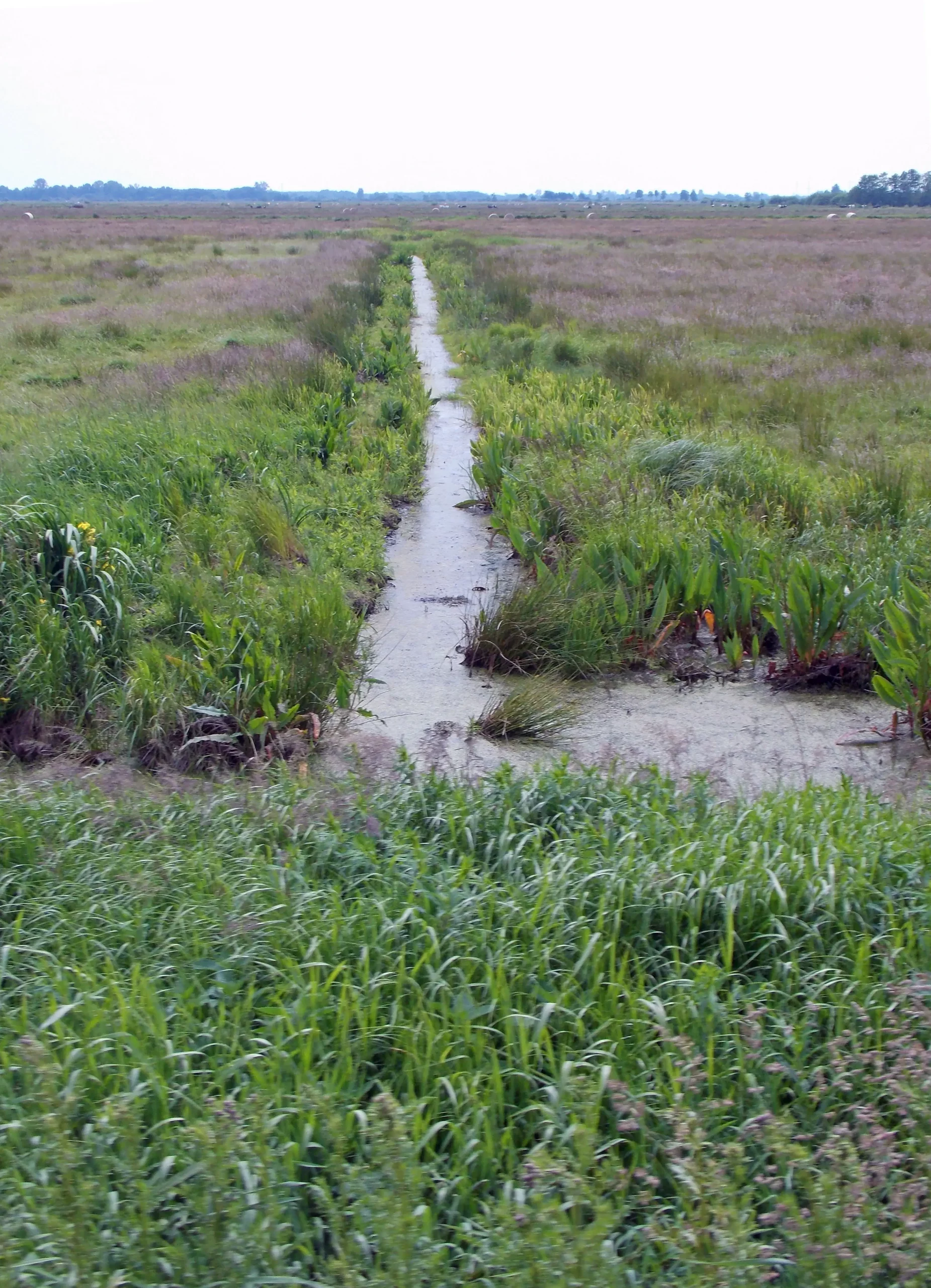 Stellungnahme des Niedersächsischen Heimatbund e.V. zum Volksbegehren Artenschutz, 29.04.2020