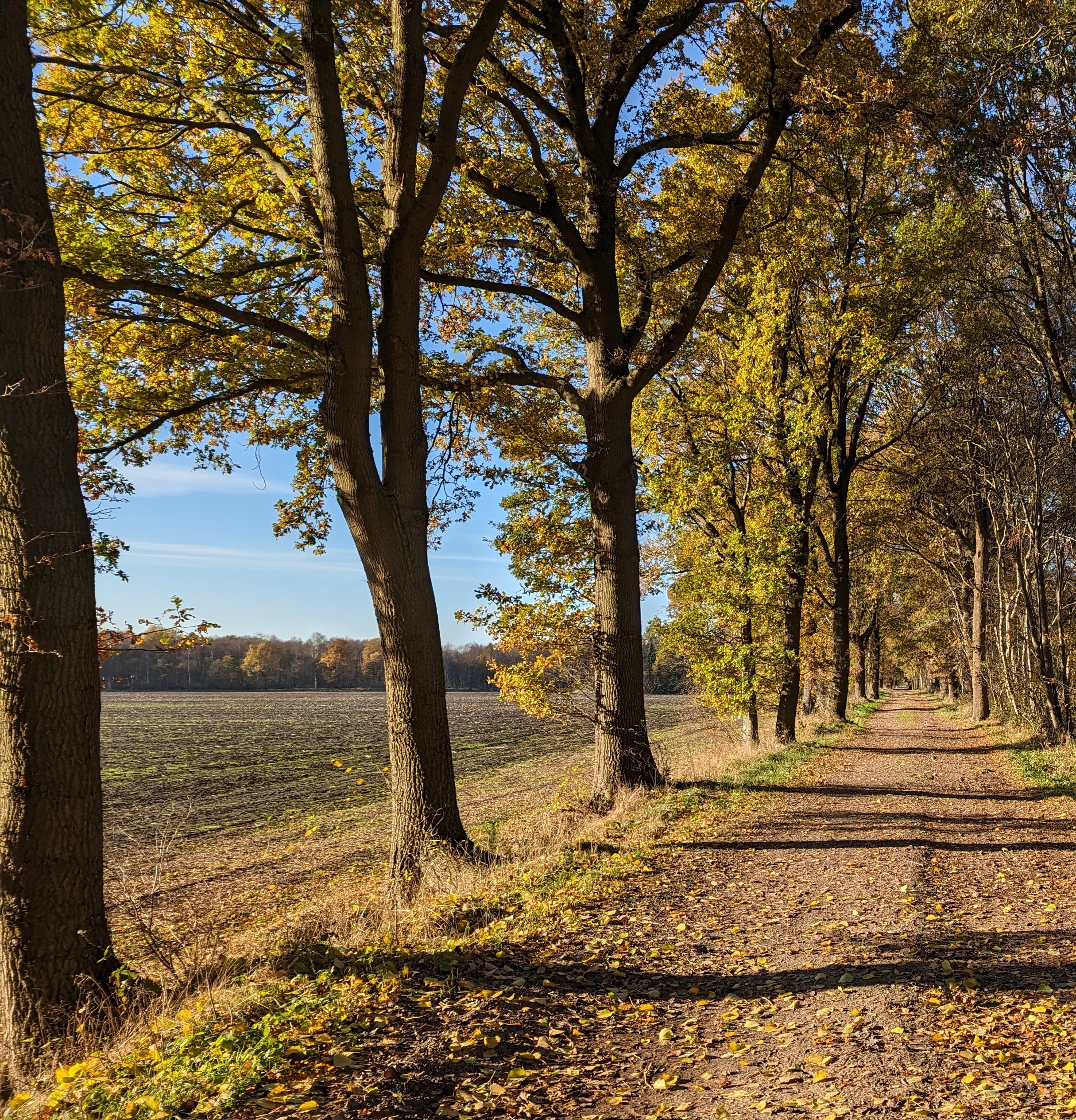 Eichenallee östlich der „Goldenen Linie“ im Ekernermoor wird Allee des Monats November 2023