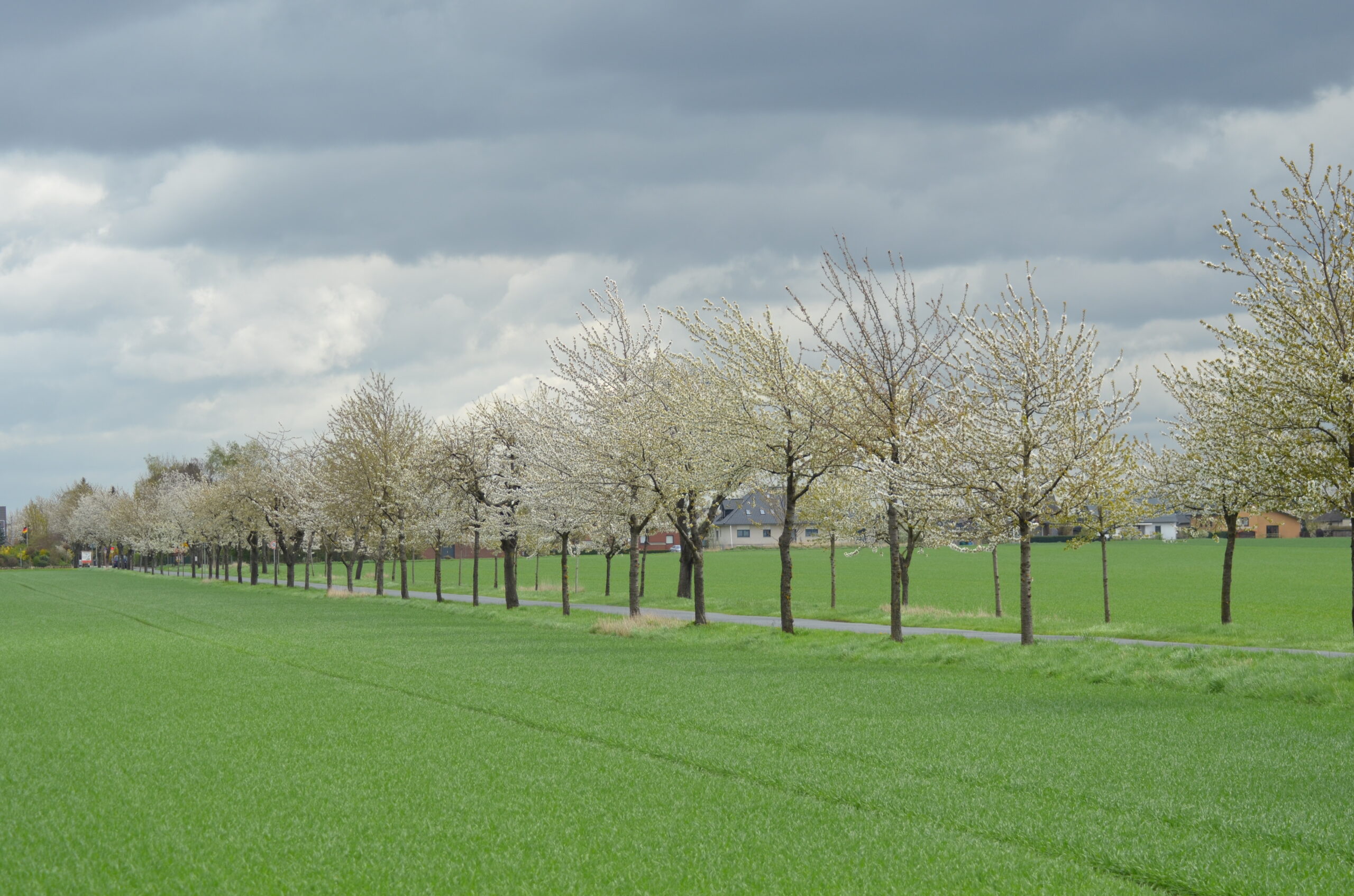 Allee des Monats April 2023: Süßkirschenallee nahe dem Mittellandkanal