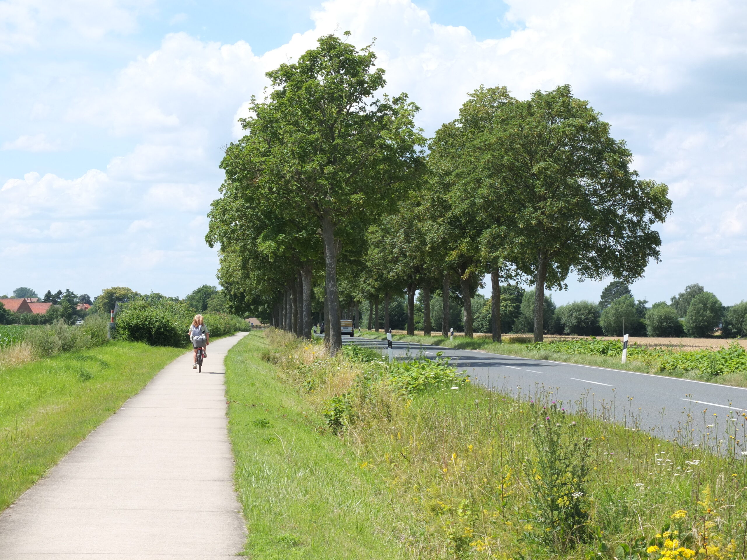 Allee des Monats Juli 2024: Die Berg-Ahorn-Allee „An der Schleuse“ bei Bolzum