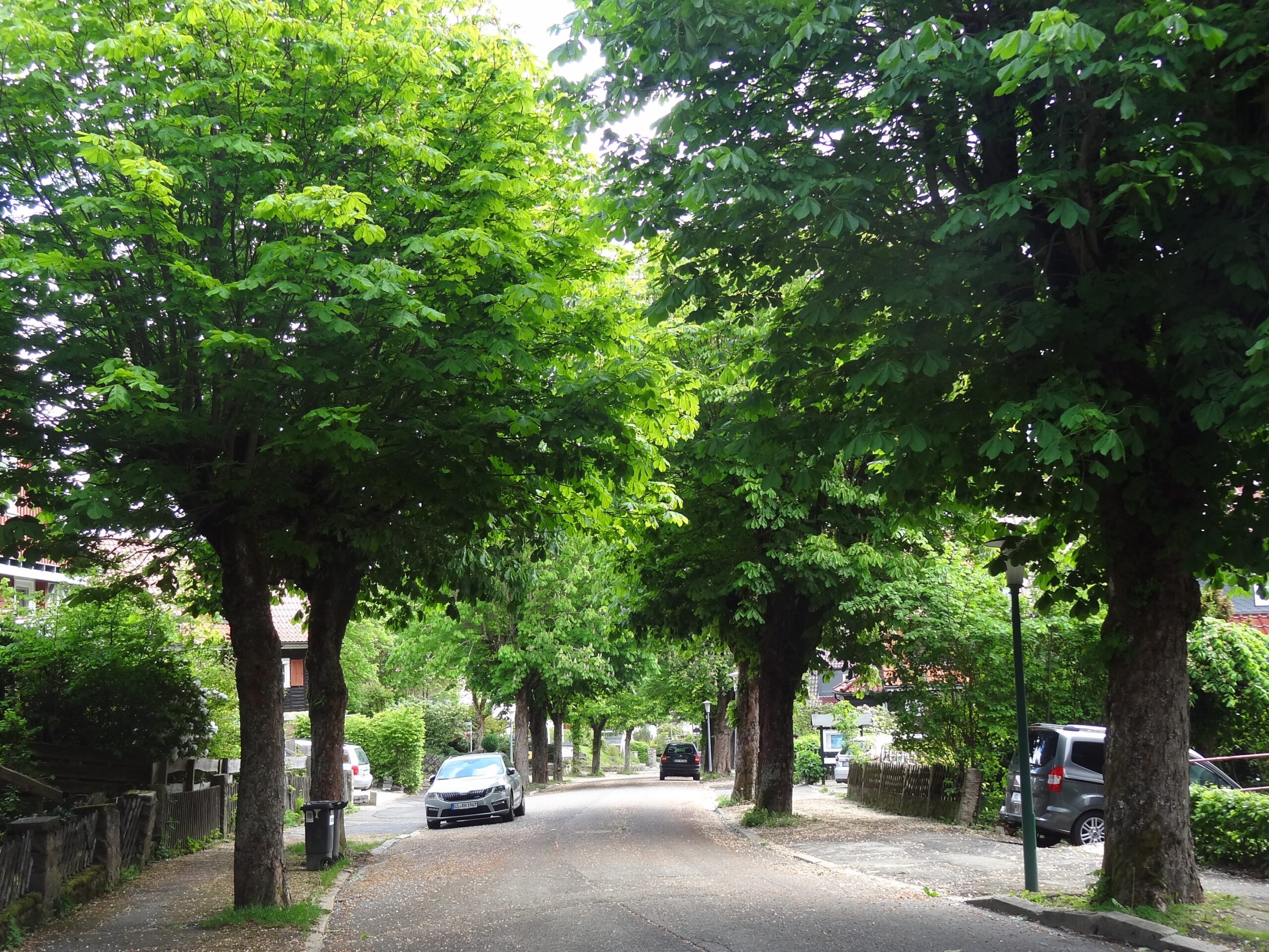 Die gefährdete Ross-Kastanien-Allee in Braunlage wird Allee des Monats August 2024