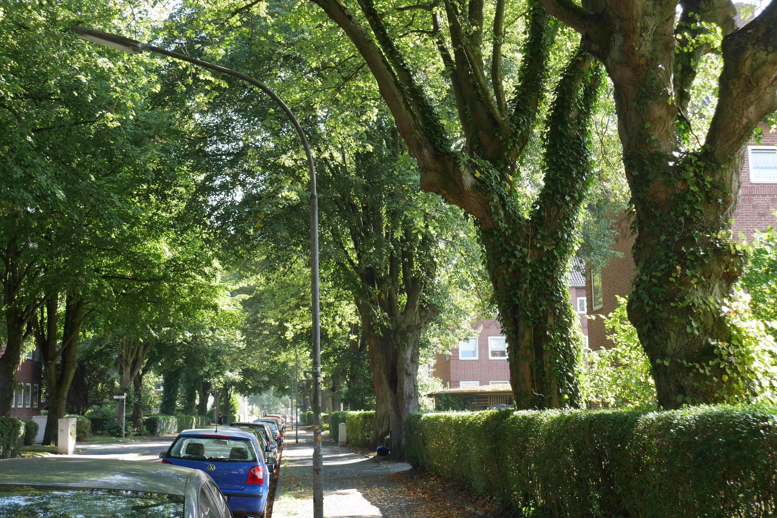 Allee des Monats Dezember 2024: Ein Jahrhundert unter Linden