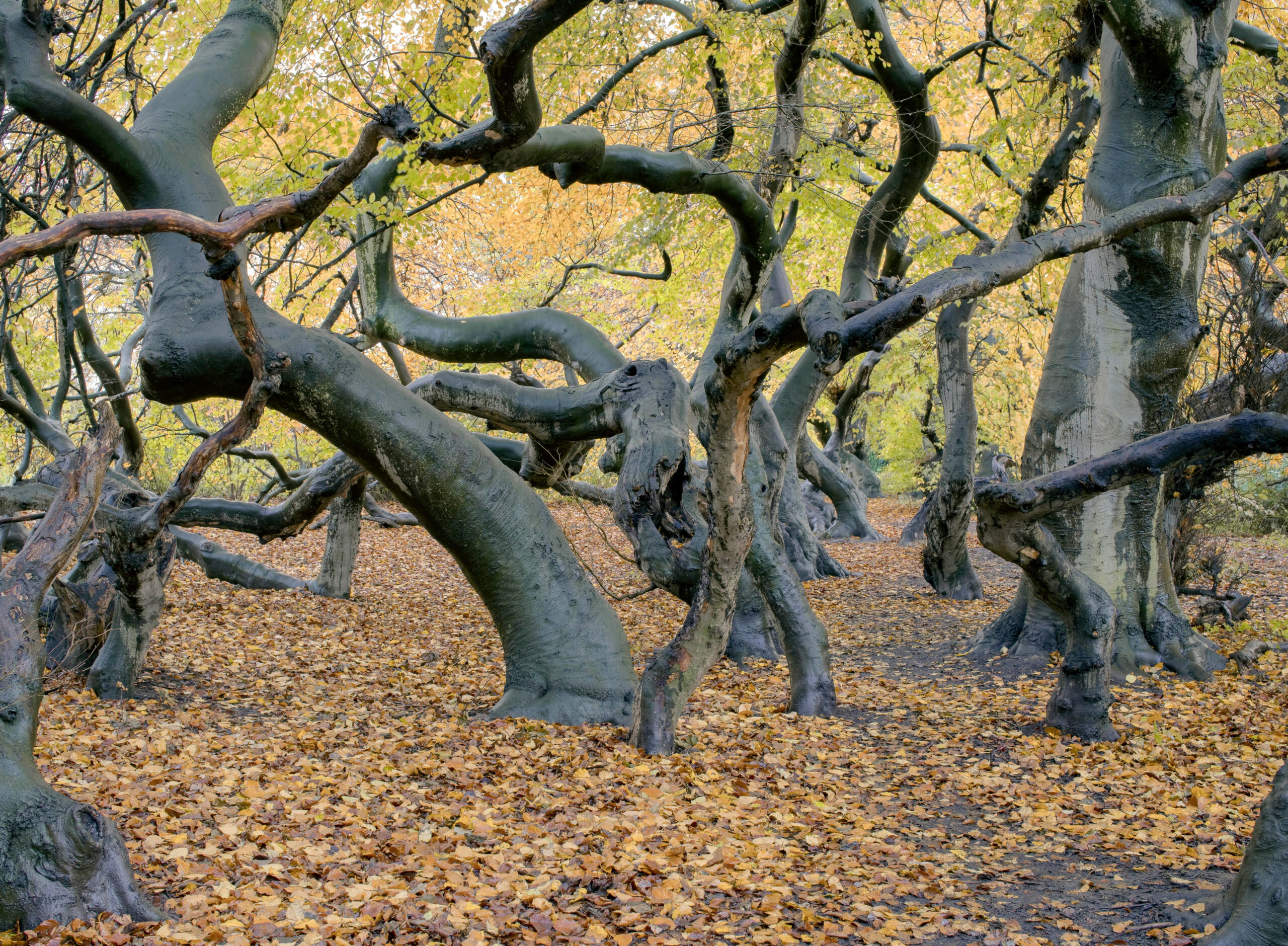 Allee des Monats Januar 2025: Hexenholz im Kurpark Bad Nenndorf