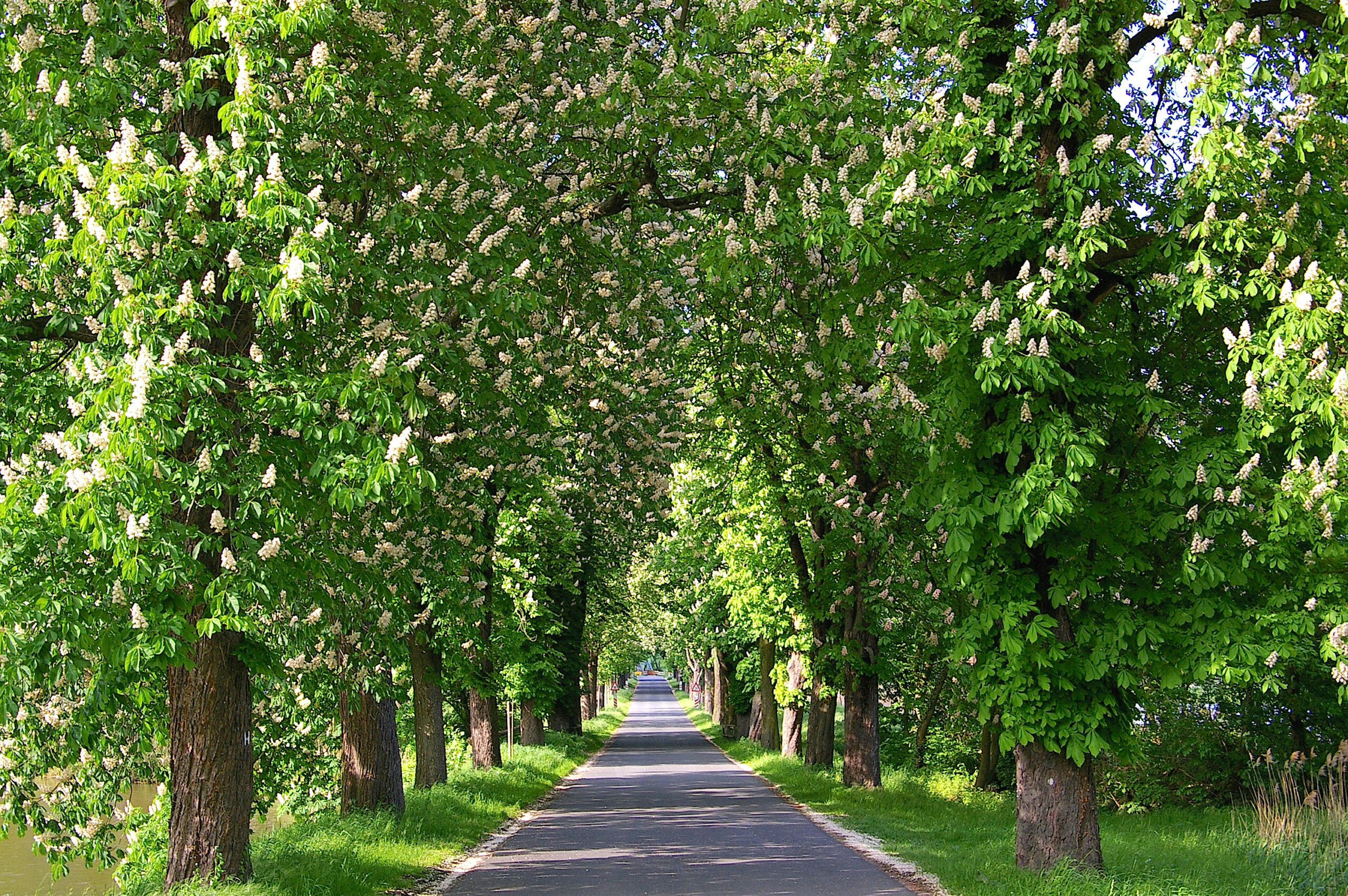 Das schwere Los der Kastanie – Kastanienallee bei Holle in Hildesheim wird Allee des Monats September 2024