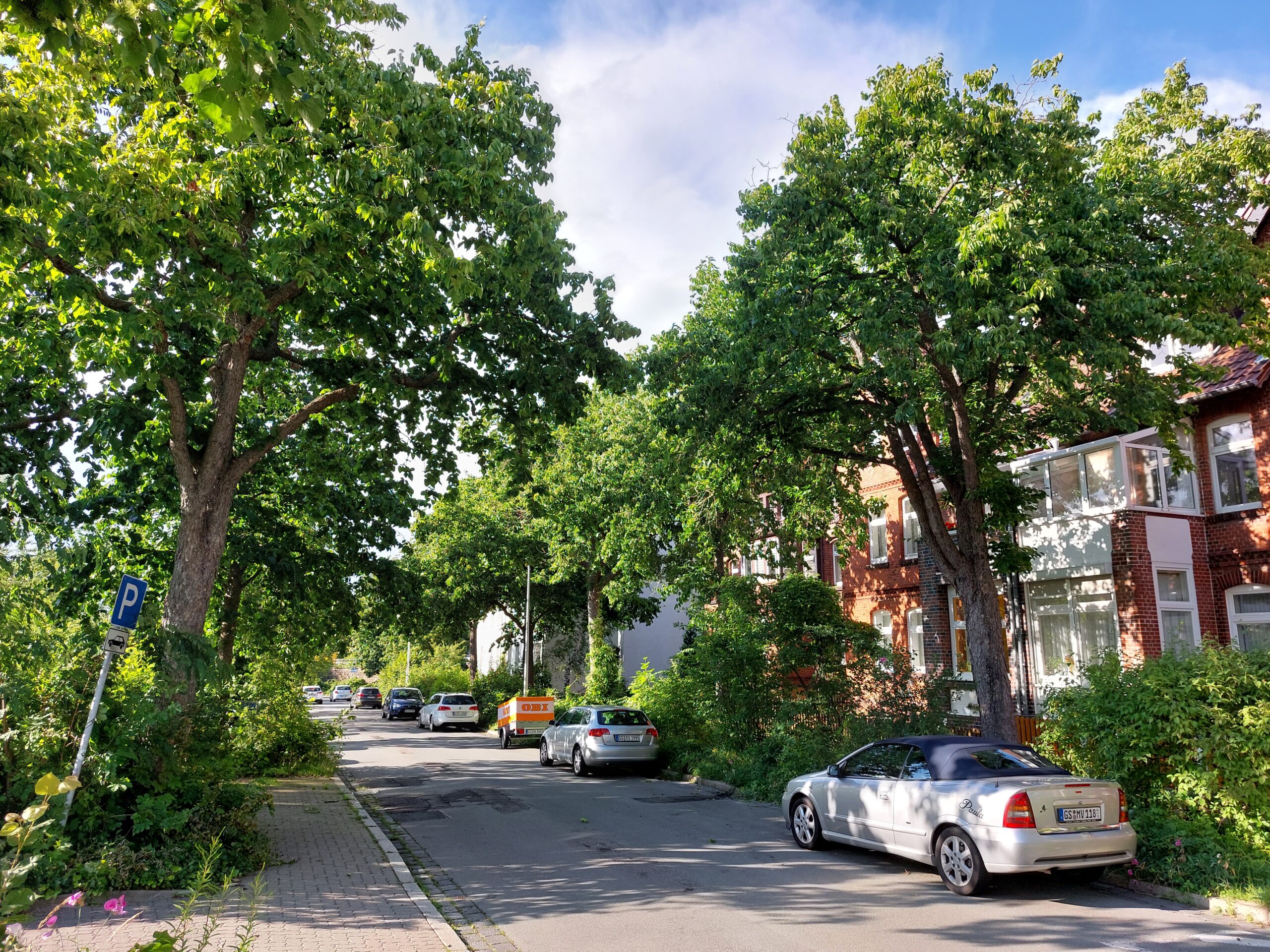 Allee des Monats Oktober 2023: Lindenplan in Goslar