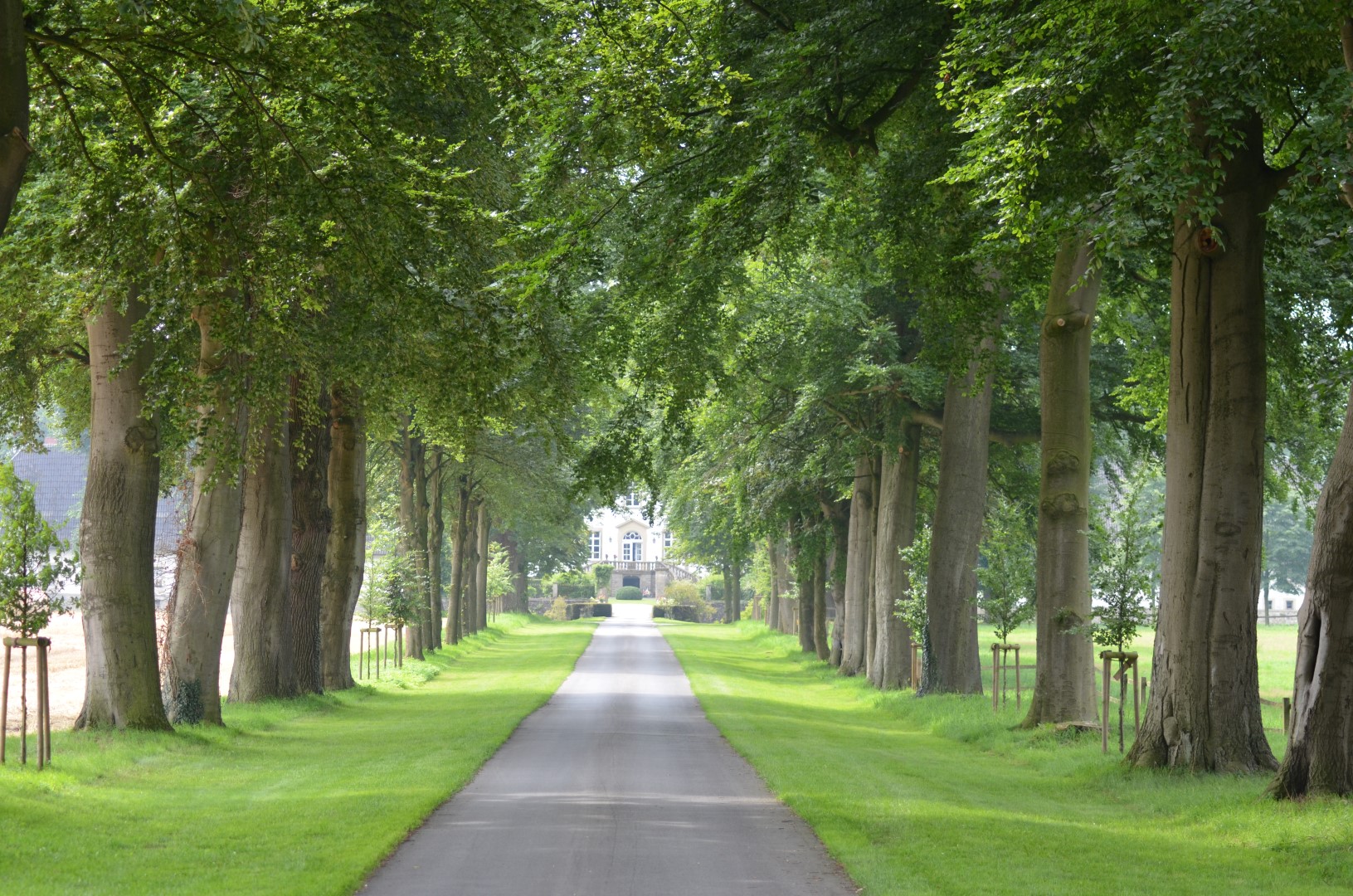 Allee des Monats Januar 2024: Brucher Allee zum Schloss Bruche in Melle