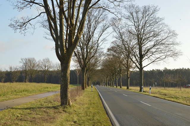 Allee des Monats Januar 2021 macht auf die Bedeutung der Baumreihen aufmerksam