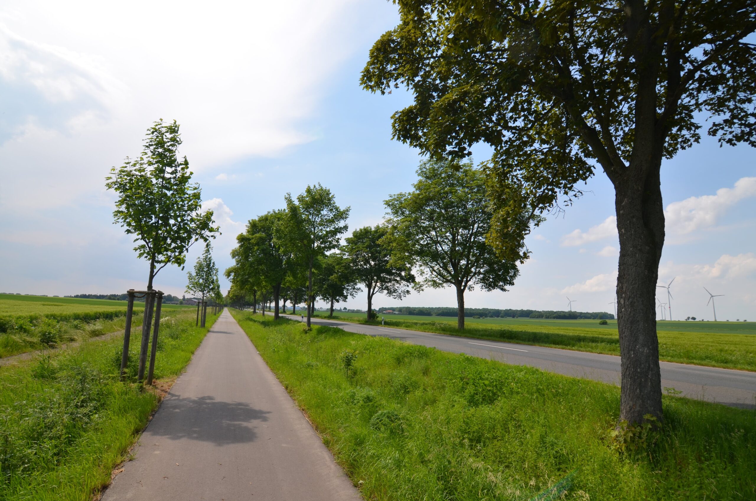 Allee des Monats Juli 2023: Winterlinden- und Bergahorn-Allee lädt zum Radfahren an der B1 ein