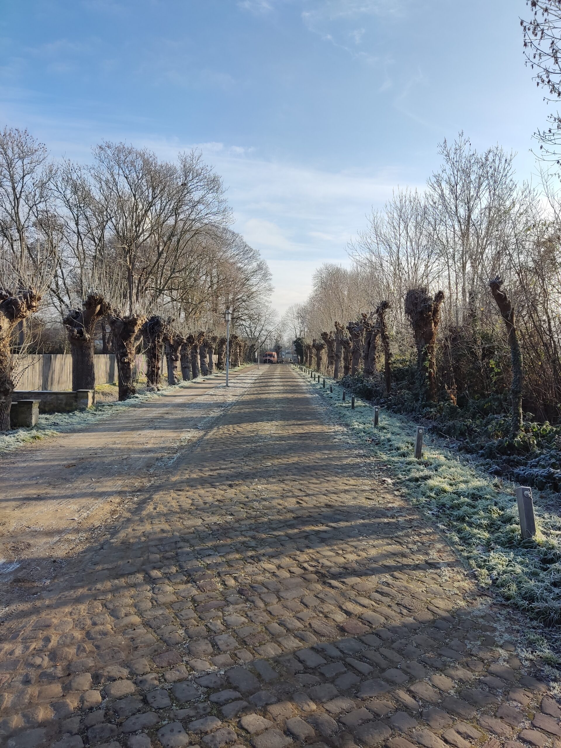 Historische Eschenallee des Ritterguts Rethmar bedeckt vom winterlichen Frost wird Allee des Monats Dezember 2022