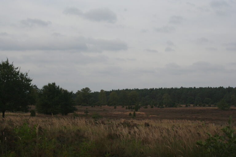 Heide