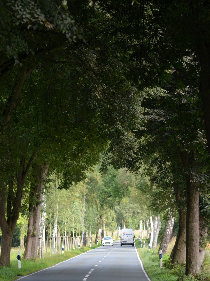 Allee des Monats April 2022 verdeutlicht den Wert der Alleen