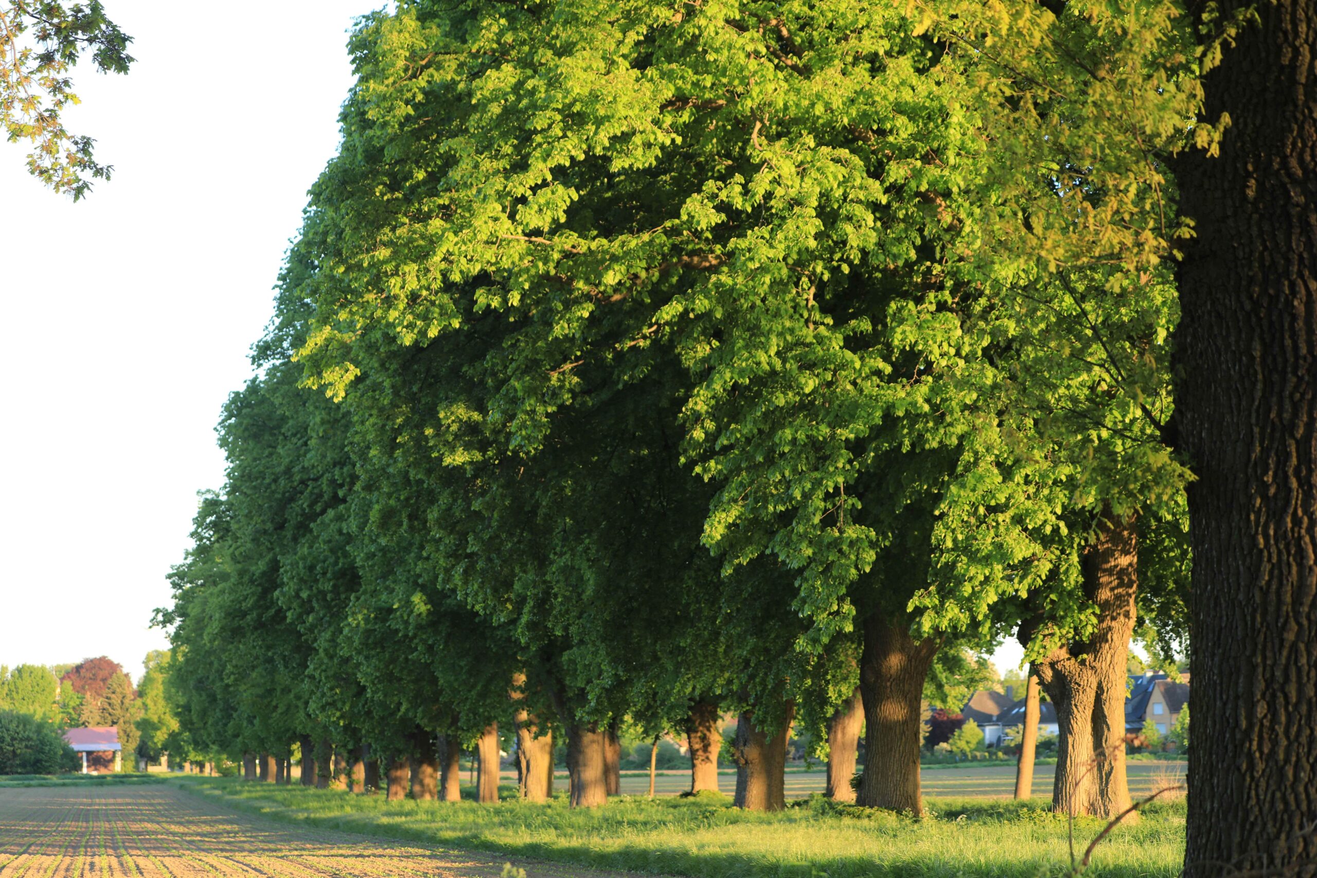 Allee zum Rittergut Abbensen wird Allee des Monats Juni 2023