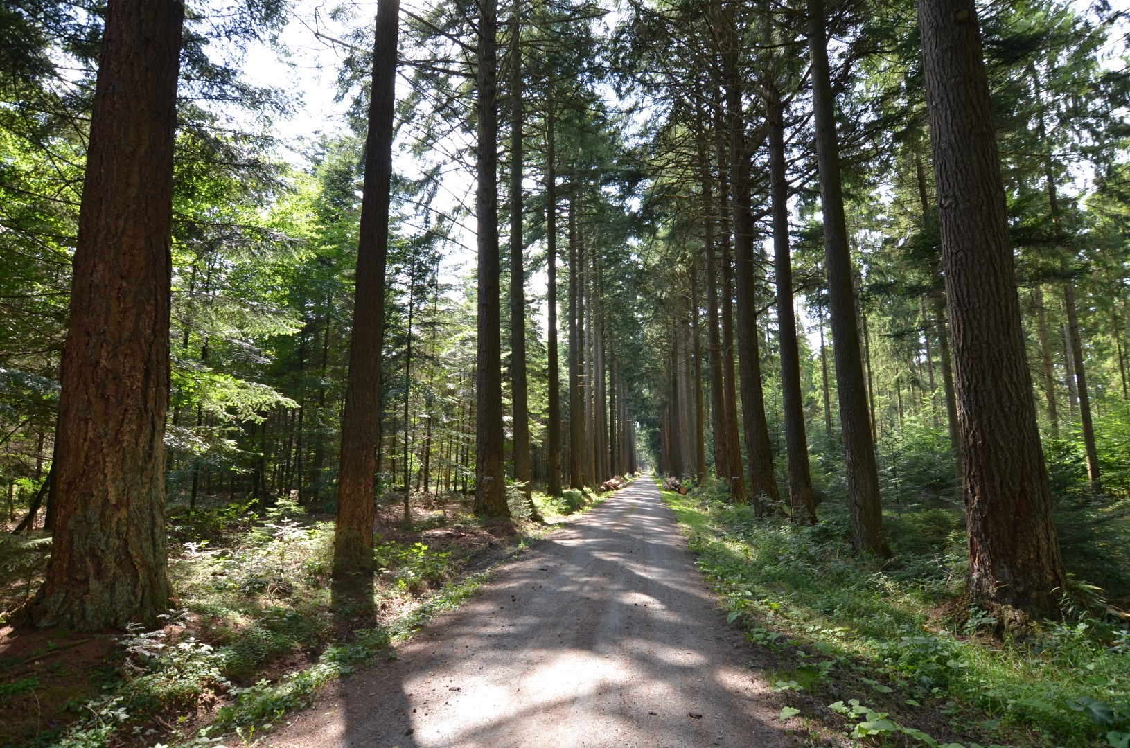 Allee des Monats November 2024: Alle Jahre wieder… Eine Nadelbaum-Allee wird ausgezeichnet!