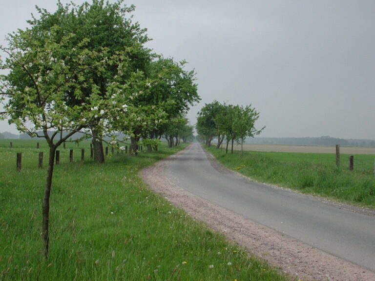 Allee
