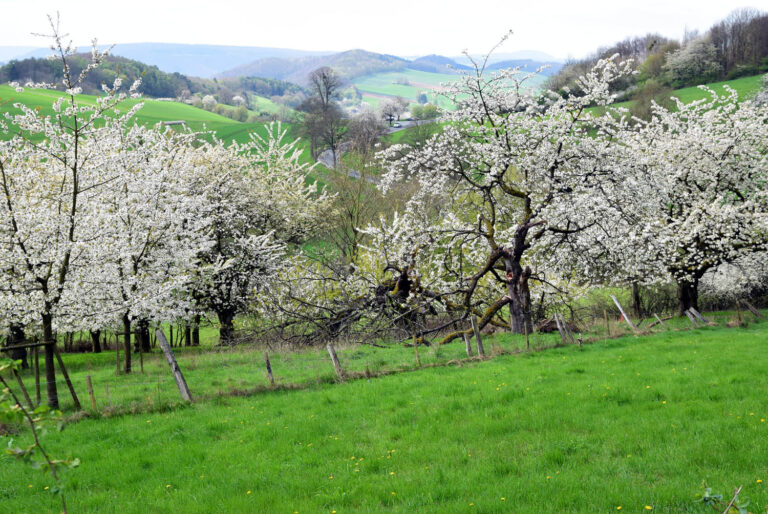 Obstwiese