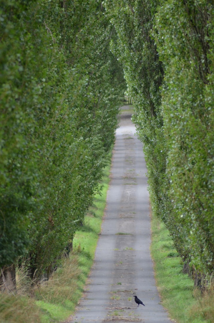 Allee des Monats Februar 2025: Es rascheln die Pappeln in Ostercappeln