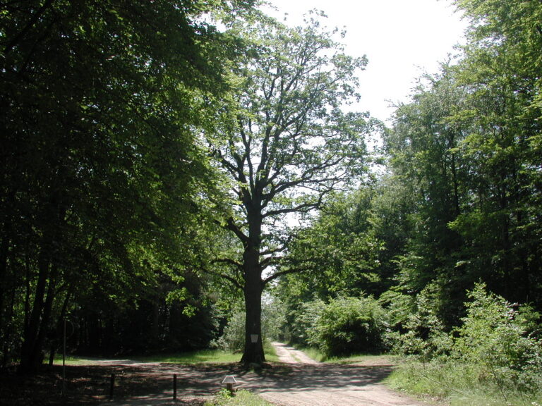 Jagdstern