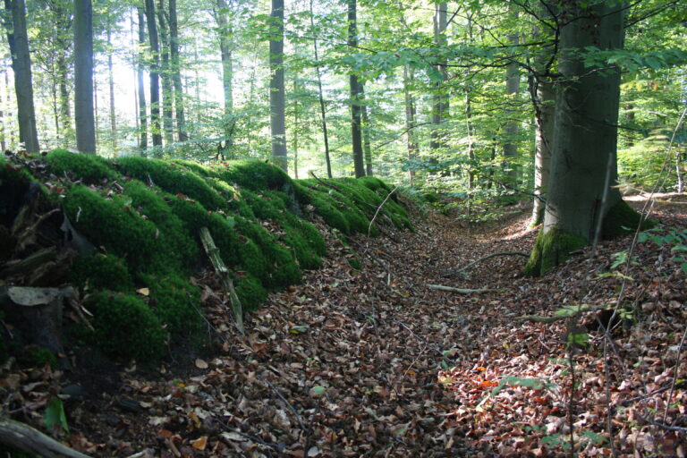 Wall
