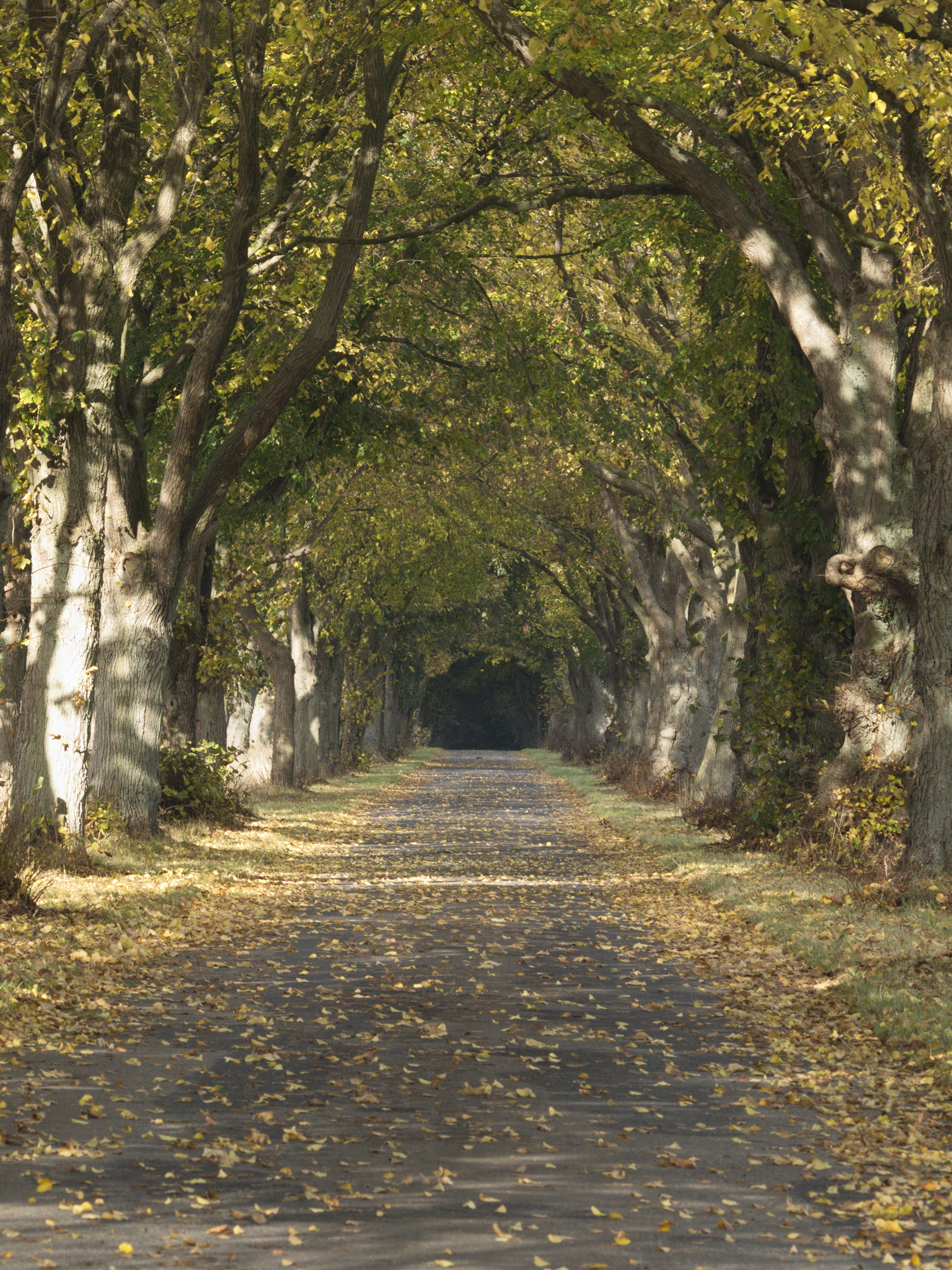 Allee bei Timmerloh im Naturpark Lüneburger Heide