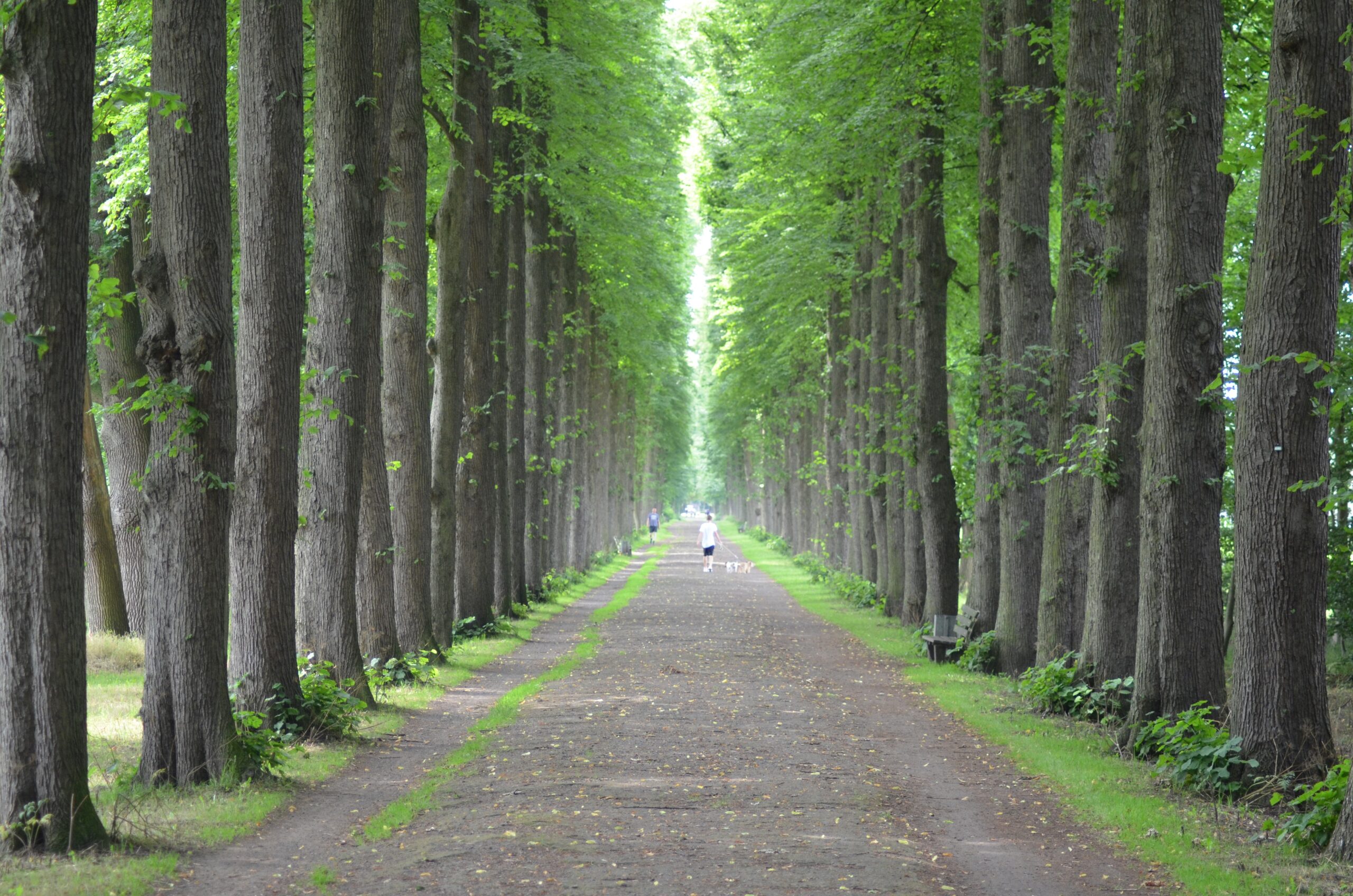 Die Evenburg-Allee in Leer ist die Allee des Monats Juli 2017