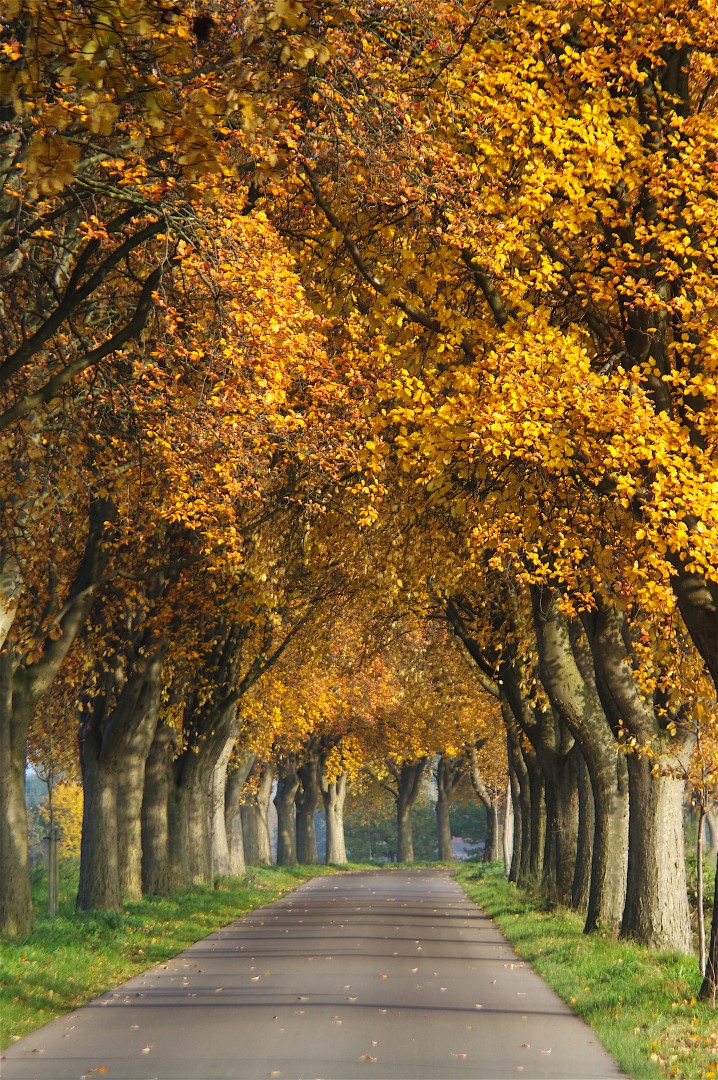 Mehlbeeren als Allee des Monats November 2018 nahe Sulingen