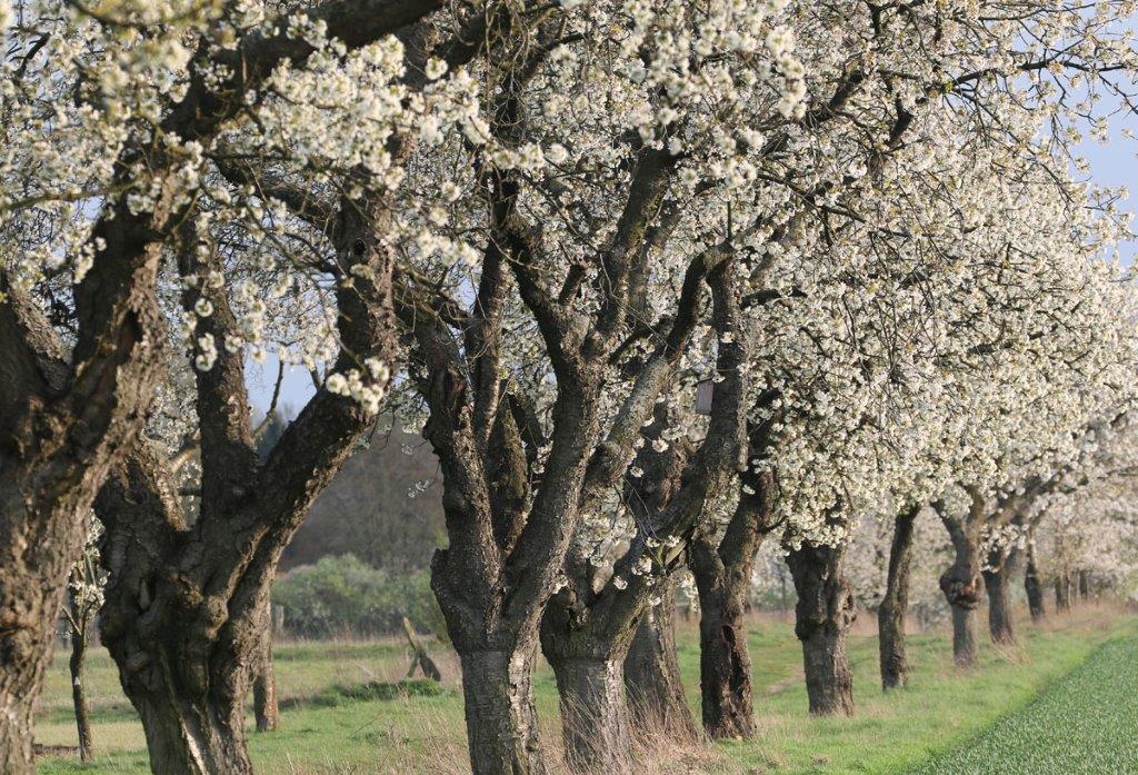 Die Allee des Monats April 2018 findet sich im niedersächsischen Wendland!
