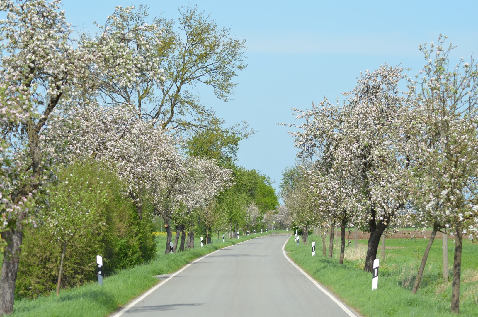Die Allee des Monats Mai 2018 blüht inmitten des Biosphärenreservats „Niedersächsische Elbtalaue“