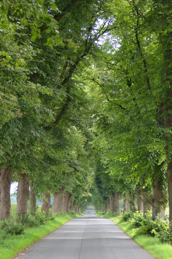 Dorfhagener Allee zwischen Dorfhagen und Albstedt im Landkreis Cuxhaven ist die Allee des Monats März 2018!