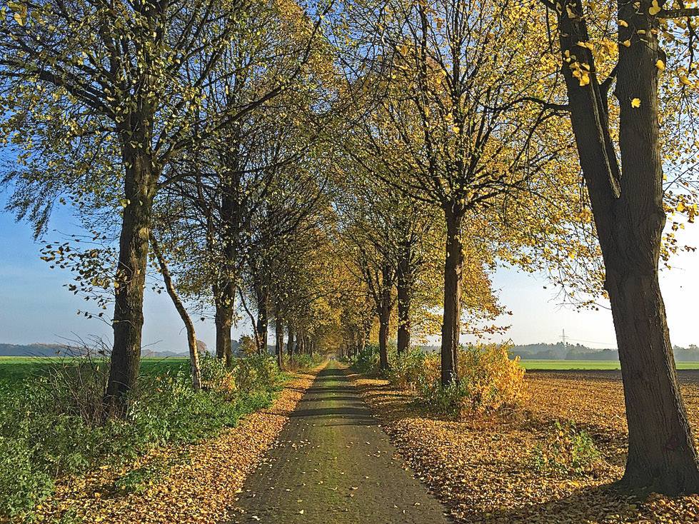 Allee des Monats November 2015