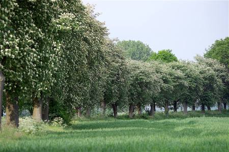 Allee des Monats Mai 2016