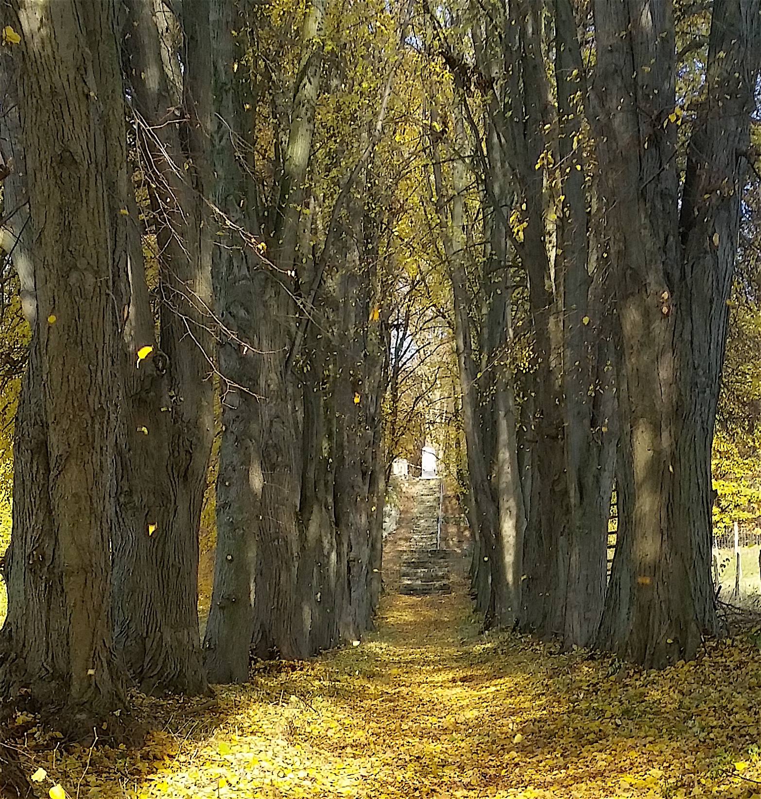 Allee des Monats Dezember 2015