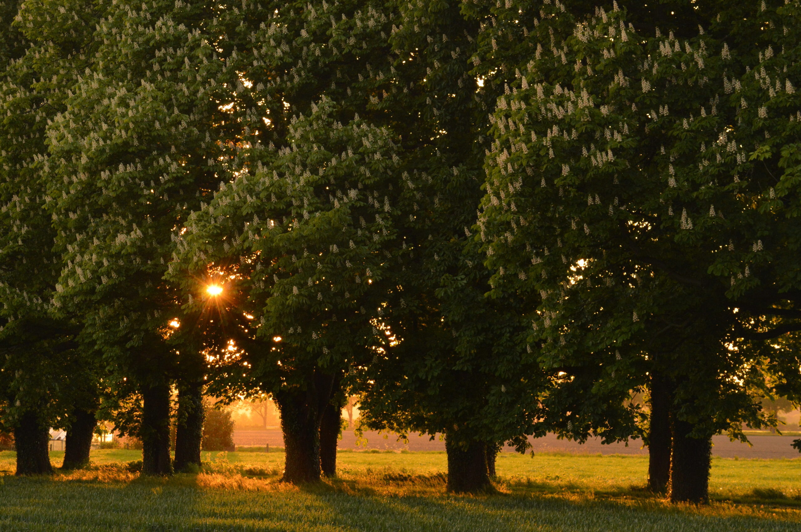 Kastanien bei Gut Großgoltern in Barsinghausen sind Allee des Monats Mai 2019