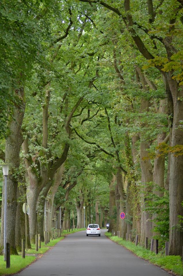 Der Drögen-Hasen-Weg ist die Allee des Monats November 2017