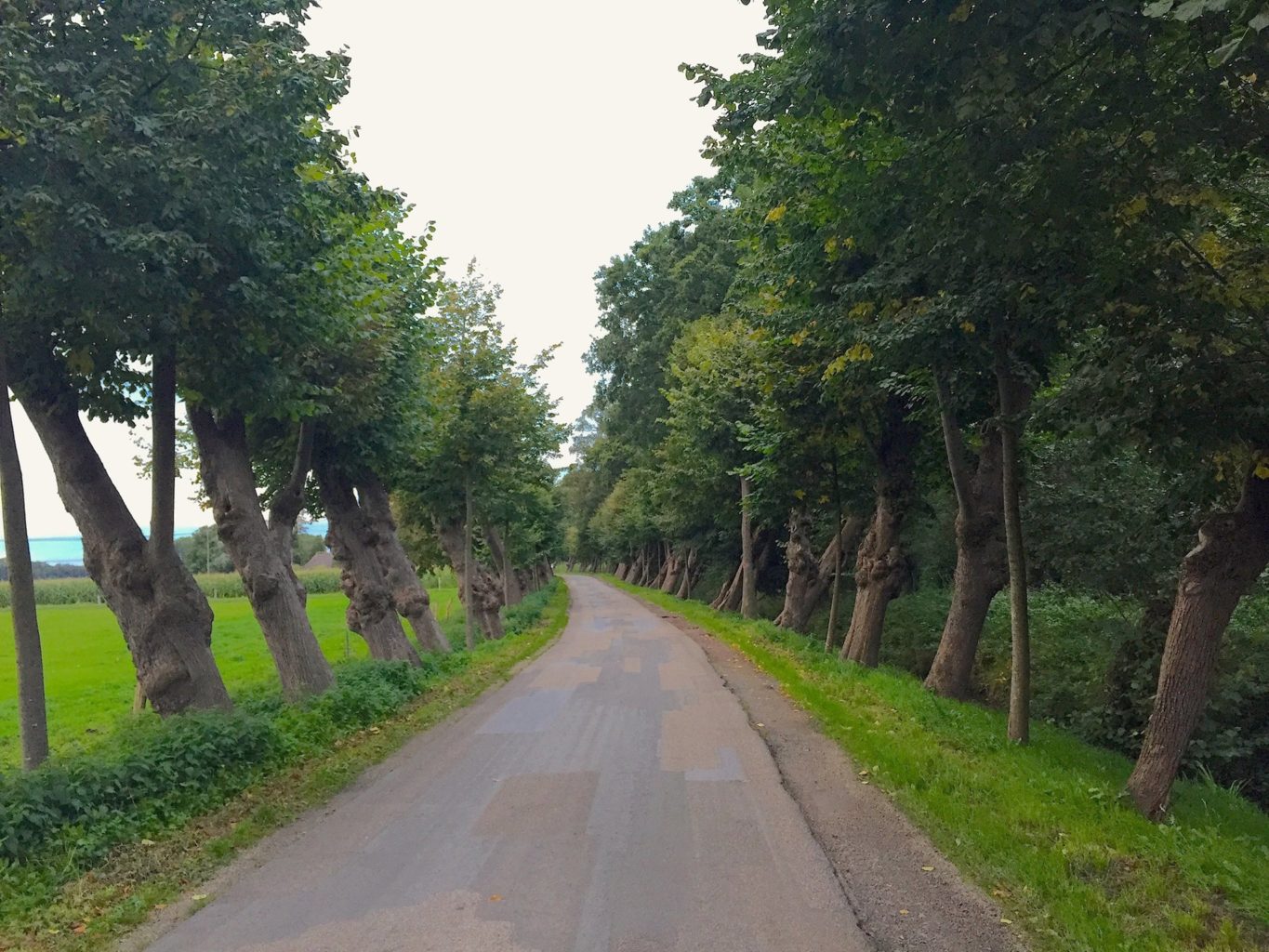 Allee des Monats Oktober 2015