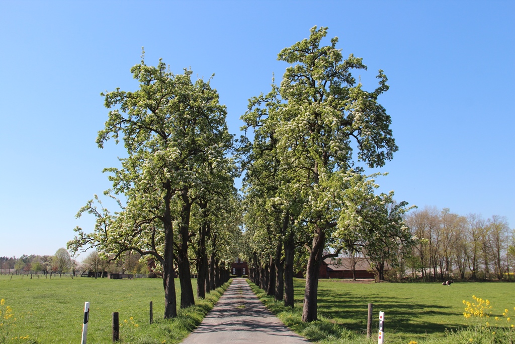 Birnbäume an der B6 zwischen Wietzen und Windhorst sind Allee des Monats April 2019
