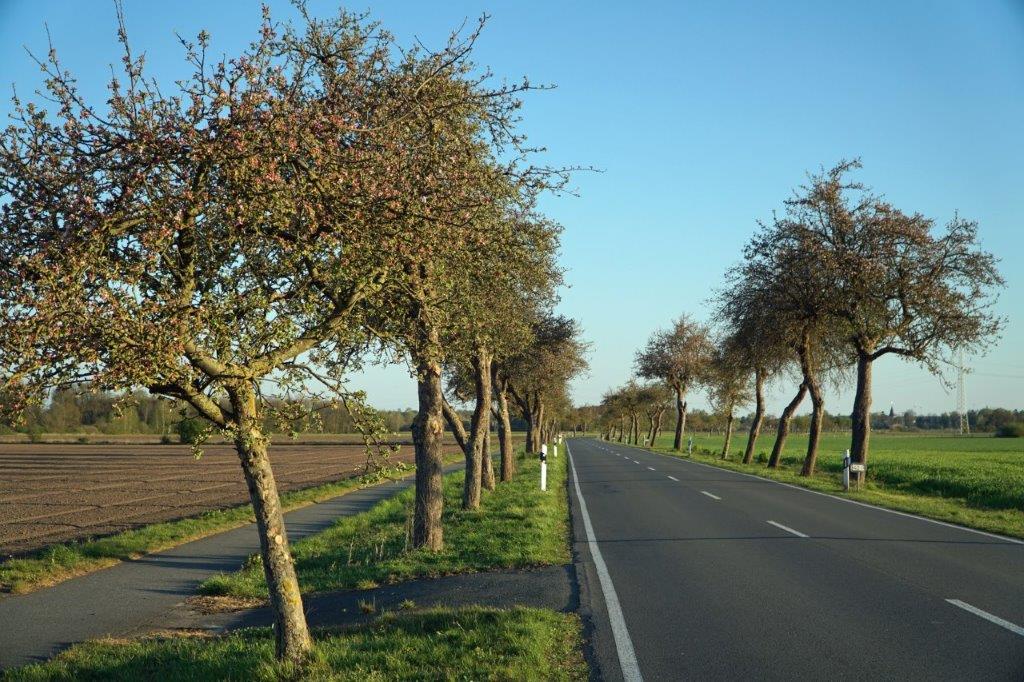 Blühende Apfelbäume im Heidekreis sind Allee des Monats April 2020