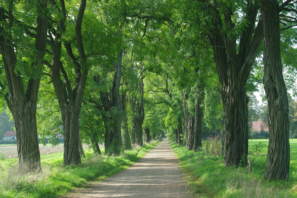 Robinien am Gut Düendorf sind Allee des Monats im August 2020