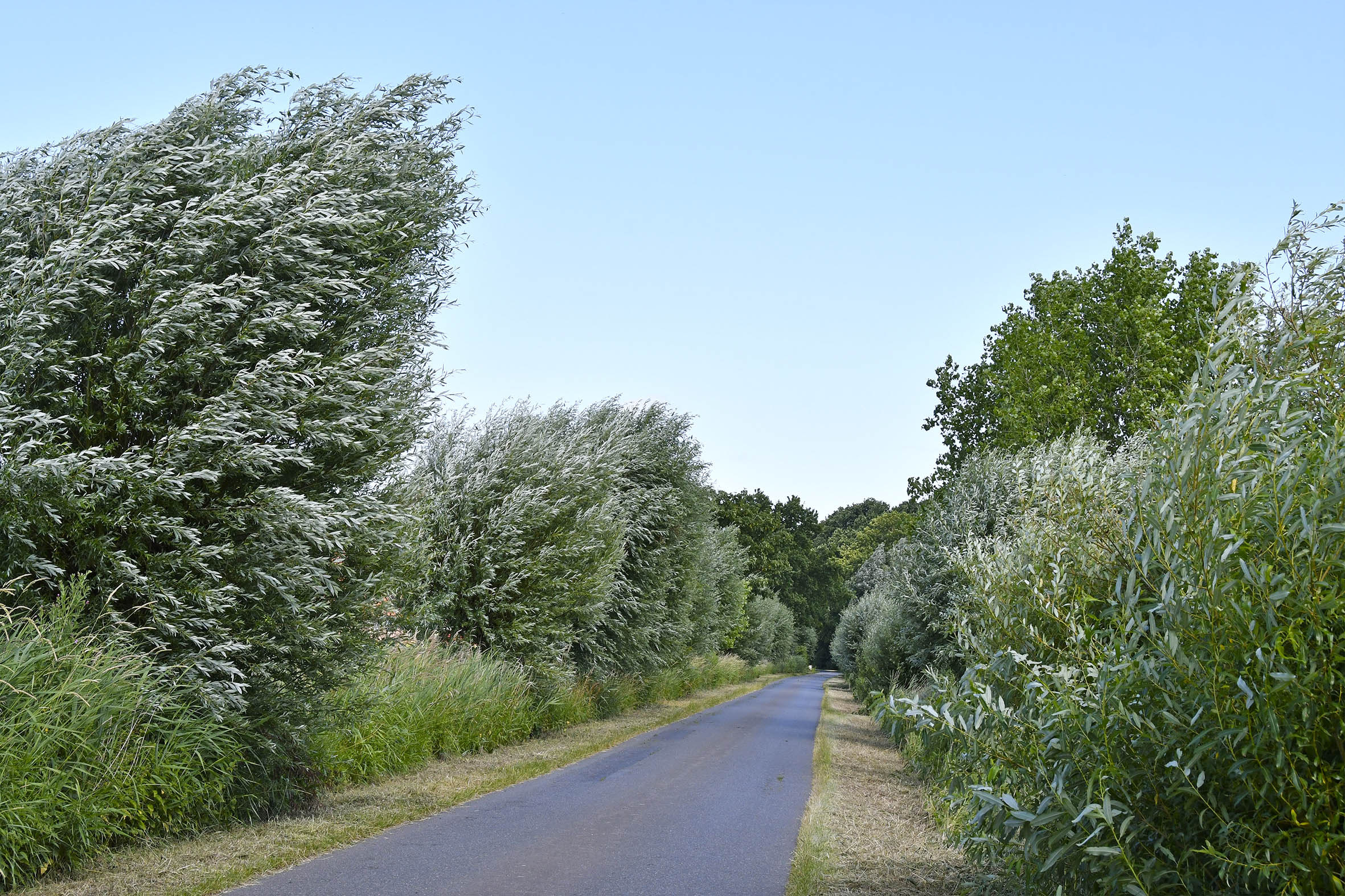 Ein Naturdenkmal in Midlum ist Allee des Monats im Juli 2020